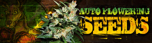 Autoflowering Cannabis Seeds from Bonza Seedbank