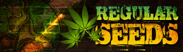 Regular Cannabis Seeds from Bonza Seedbank