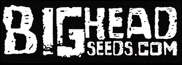 Big_Head_Seeds.gif