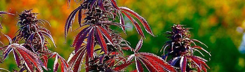 High Yield Cannabis Seeds from Bonza Seedbank