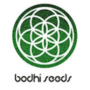 bodhi-seeds_177.png